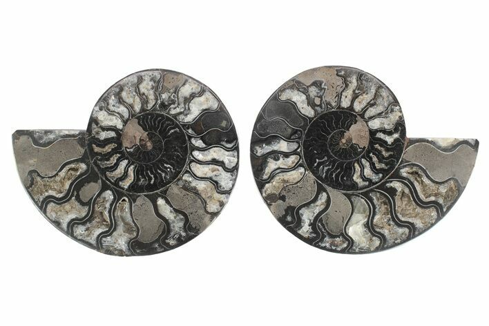 Cut & Polished Ammonite Fossil - Unusual Black Color #244956